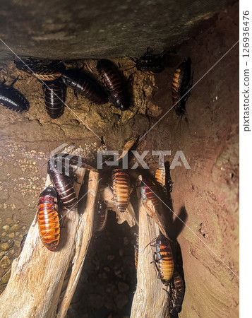 Close-Up of Madagascar Hissing Cockroaches in a Naturalistic Enclosure 126936476