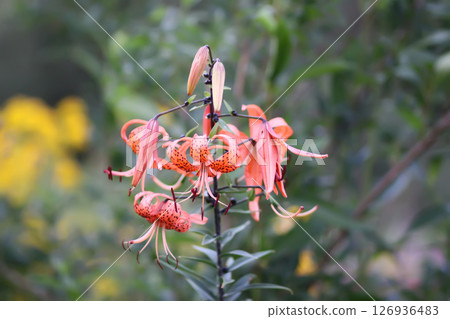 Tiger lilies with spotted petals in a summer garden. Lily flower in full bloom. 126936483