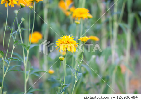 Rudbeckia Golden ball yellow flowers. Rudbeckia Golden ball yellow flowers. 126936484