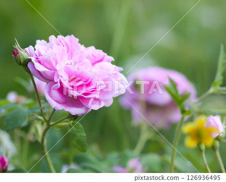 Garden roses in bloom. Beautiful romantic flowers growing outdoors. 126936495
