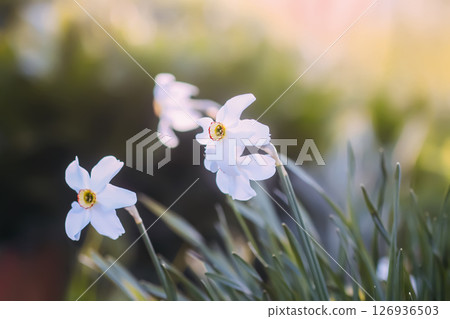 White daffodils. White flowers in bloom. White daffodils. White flowers in bloom. 126936503