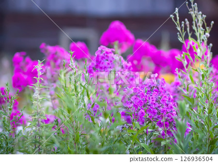 Blooming Phlox paniculata plants outdoors. Flowers in the countryside at summer. 126936504