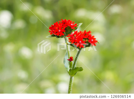 Lychnis chalcedonica flower against green grass background. Lychnis chalcedonica flower against green grass background. 126936514