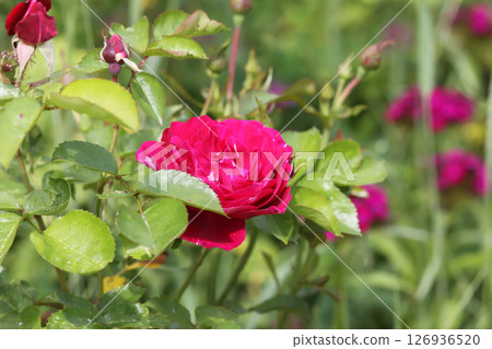 Garden roses in bloom. Beautiful romantic flowers growing outdoors. 126936520