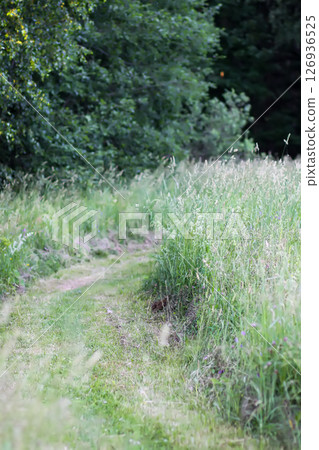 Wildflowers in a meadow. Beauty in nature. Footpath in a field. Wildflowers in a meadow. Beauty in nature. Footpath in a field. 126936525