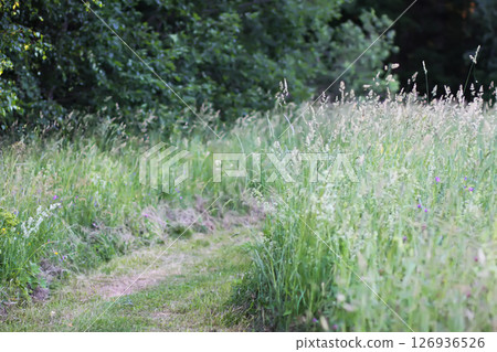 Wildflowers in a meadow. Beauty in nature. Footpath in a field. 126936526