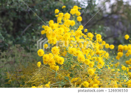 Rudbeckia Golden ball yellow flowers. 126936550