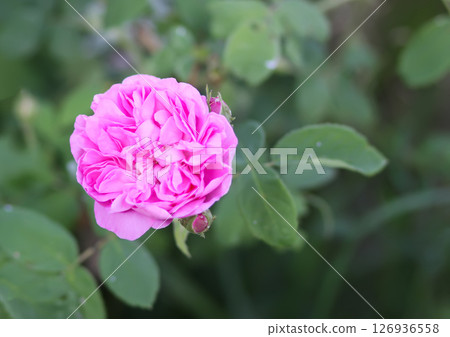 Garden roses in bloom. Beautiful romantic flowers growing outdoors. 126936558