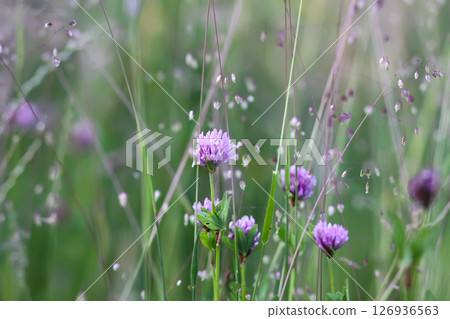 Wildflowers in a meadow. Beauty in nature. Wildflowers in a meadow. Beauty in nature. 126936563