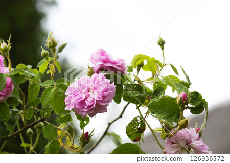 Garden roses in bloom. Beautiful romantic flowers growing outdoors. Garden roses in bloom. Beautiful romantic flowers growing outdoors. 126936572