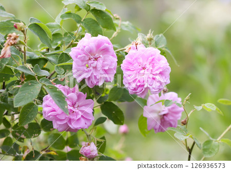 Garden roses in bloom. Beautiful romantic flowers growing outdoors. 126936573