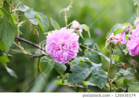 Garden roses in bloom. Beautiful romantic flowers growing outdoors. 126936574