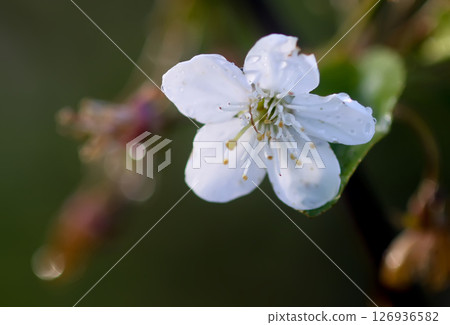 White cherry tree flower White cherry tree flower 126936582