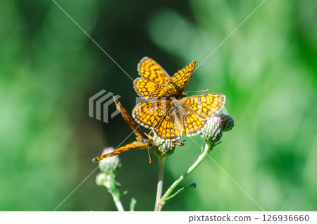 A mother-of-pearl butterfly collecting nectar A mother-of-pearl butterfly collecting nectar 126936660