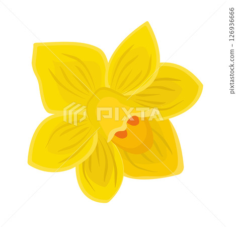 Single yellow daffodil closeup, bright illustration Single yellow daffodil closeup, bright illustration 126936666