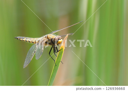 Young buddies (male) Young buddies (male) 126936668