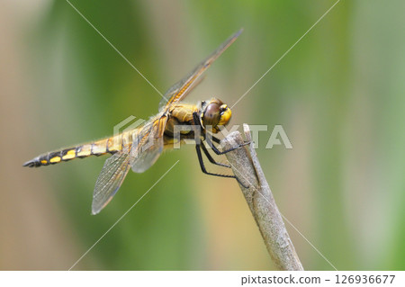 年輕的朋友（男） 126936677