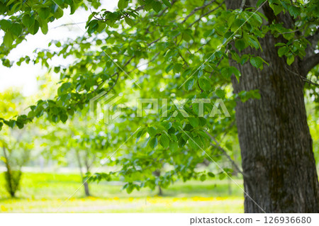 綠樹成蔭的公園 126936680