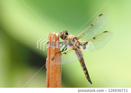 Young buddies (male) 126936711