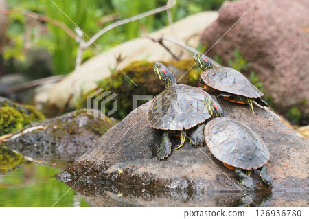 Mississippi Pond slider 126936780