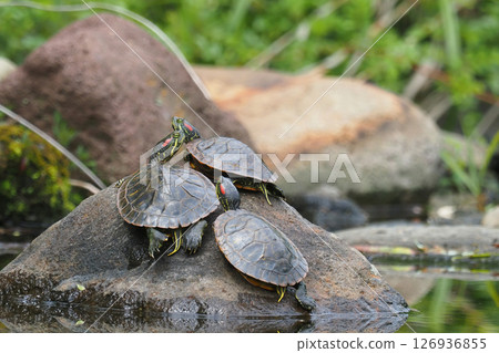 Mississippi Pond slider 126936855