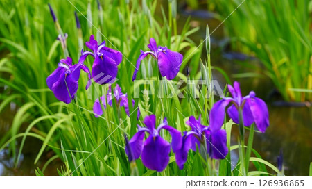 初夏在勝文沼公園盛開的菖蒲是紫色的。 126936865