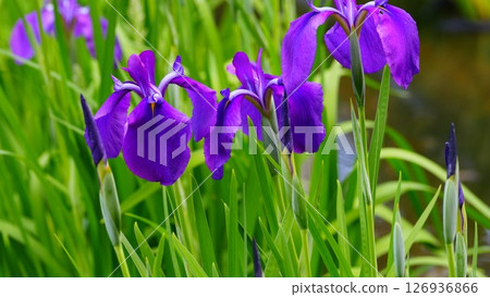 雨水浸濕的鳶尾花呈紫色 126936866