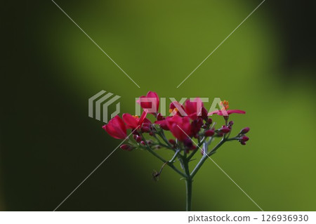 紅花 紅花 126936930