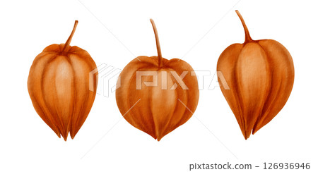 Physalis orange buds as nature autumn decorative plant element for pumpkin harvest festival and Thanksgiving invitations.Watercolor illustration isolated on transparent background 126936946