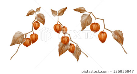Physalis orange buds leaves on branches as nature autumn decorative plant element for pumpkin harvest festival and Thanksgiving invitations.Watercolor illustration isolated on transparent background 126936947