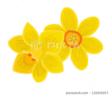 Two bright yellow daffodils, colorful illustration 126936957
