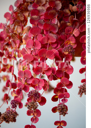 Sedum in autumn is a large genus of flowering plants in the family Crassulaceae, Sedum in autumn is a large genus of flowering plants in the family Crassulaceae, 126936986