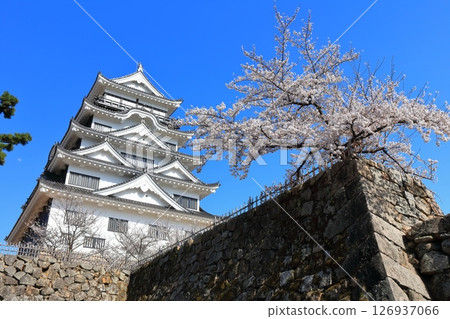 [廣島縣] 春天的櫻花盛開的福山城（重建後）福山城櫻花節 126937066