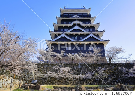 [Hiroshima Prefecture] Fukuyama Castle in spring with cherry blossoms (after reconstruction) Fukuyama Castle Cherry Blossom Festival 126937067