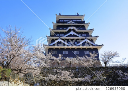 [廣島縣] 春天的櫻花盛開的福山城（重建後）福山城櫻花節 126937068