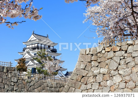 [Hiroshima Prefecture] Fukuyama Castle in spring with cherry blossoms (after reconstruction) Fukuyama Castle Cherry Blossom Festival 126937071