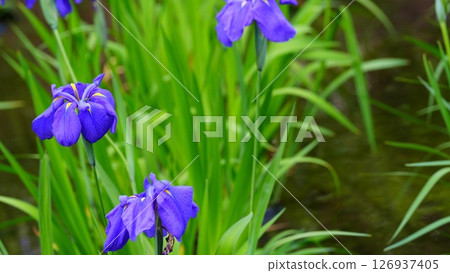 The rain-soaked irises are the beginning of the Heisei era The rain-soaked irises are the beginning of the Heisei era 126937405