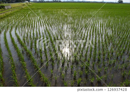 Paddy field one month after rice planting 126937428