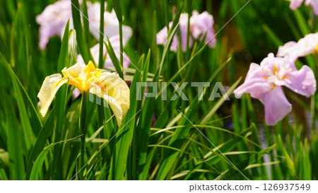 Pink and yellow irises bloom in Shobunuma Park 126937549