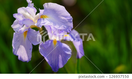 Fresh irises blooming in Shobunuma Park 126937550