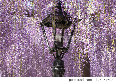 Wisteria flowers Wisteria flowers 126937608