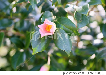 Camellia flower Camellia flower 126937815