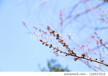 Hanamomo buds Hanamomo buds 126937816