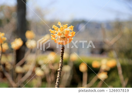 Mitumata花 126937819