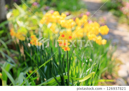 黃色水仙花塔利亞 126937821