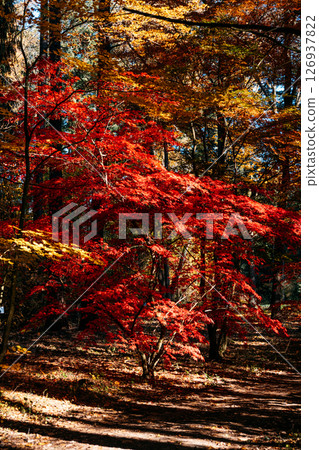 Red and golden maple trees flourishing under dappled light in a woodland clearing. Regenerative gardening, eco landscaping, seasonal ecosystems, biodiversity awareness.. 126937822
