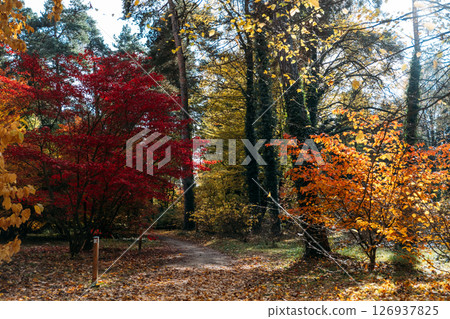 Colorful forest path lined with red and orange trees during peak autumn foliage. Seasonal change, fall foliage, autumn symbolism, emotional transformation.. Colorful forest path lined with red and orange trees during peak autumn foliage. Seasonal change, fall foliage, autumn symbolism, emotional transformation.. 126937825