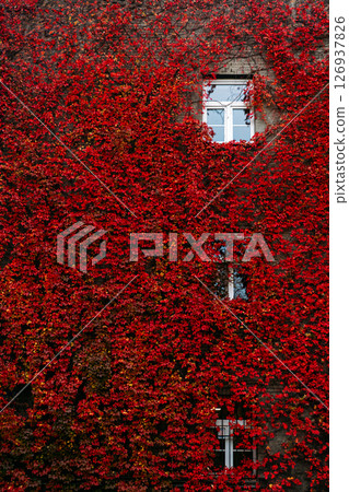 Window framed by red ivy on brick wall. Autumn foliage, urban architecture blending with nature, eco-friendly design trend, vibrant seasonal colors. 126937826