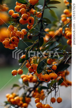 Close-up of orange Pyracantha berries with water droplets. Firethorn plant showcasing seasonal beauty and glossy green foliage. Close-up of orange Pyracantha berries with water droplets. Firethorn plant showcasing seasonal beauty and glossy green foliage. 126937829