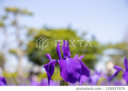 鳶尾花 鳶尾花 126937874